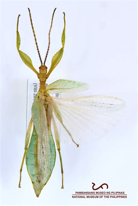 insects in the philippines|Zoology Insects – National Museum .